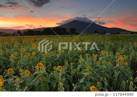 茨城県筑西市宮山地区　あけのひまわりフェスティバルの八重向日葵畑越しの筑波山と朝焼け空 117844990