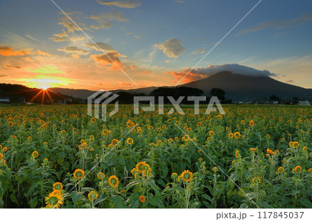 茨城県筑西市宮山地区 あけのひまわりフェスティバルの八重向日葵畑越しの筑波山と朝陽と朝焼け空 茨城県筑西市宮山地区 あけのひまわりフェスティバルの八重向日葵畑越しの筑波山と朝陽と朝焼け空 117845037