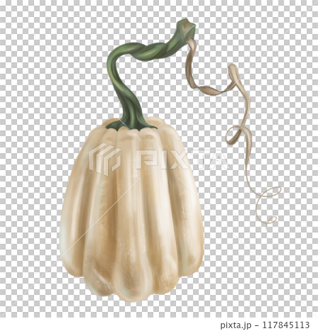 White pumpkin with stalk, autumn harvest. Fresh farm vegetables, healthy food, vegetarianism. Garden plants, agriculture. Isolated digital handmade illustration. An element of printing and packaging White pumpkin with stalk, autumn harvest. Fresh farm vegetables, healthy food, vegetarianism. Garden plants, agriculture. Isolated digital handmade illustration. An element of printing and packaging 117845113
