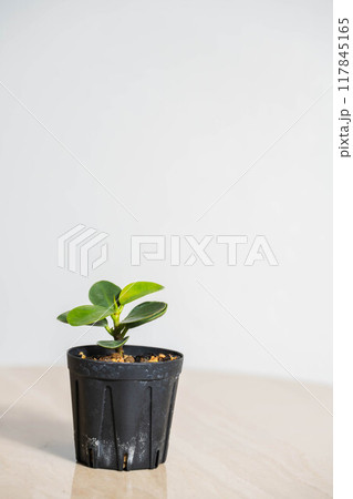 春の観葉植物 パンダガジュマル 枝差し 春の観葉植物 パンダガジュマル 枝差し 117845165
