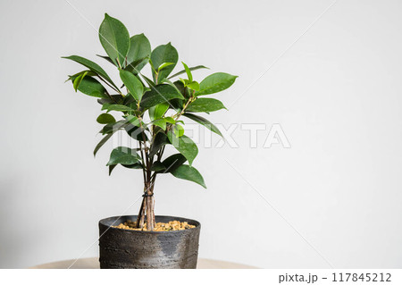 夏の観葉植物　ガジュマル　枝差し 117845212