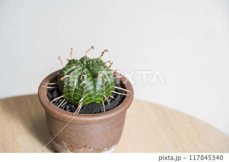 夏の塊根植物 ユーフォルビア バリダ 夏の塊根植物 ユーフォルビア バリダ 117845340