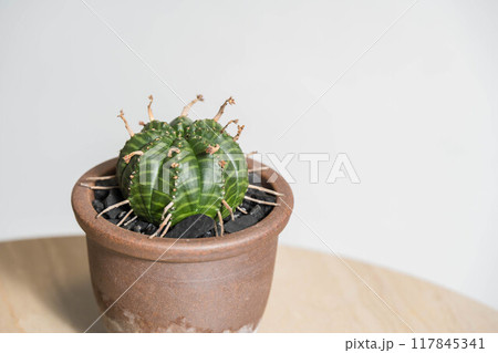 夏の塊根植物 ユーフォルビア バリダ 夏の塊根植物 ユーフォルビア バリダ 117845341