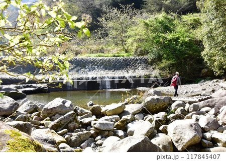 箱根町　須雲川自然探勝歩道の丸太橋と須雲川とハイカー 117845407