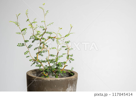 夏の観葉植物　ソフォラ 117845414