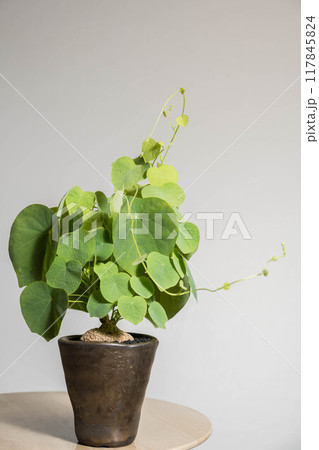 夏の塊根植物　ステファニアア　スベローサ 117845824