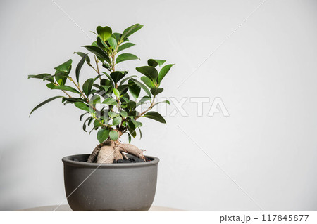 夏の観葉植物　ガジュマル 117845877