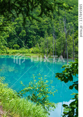 立ち枯れが映える青い池 117845985