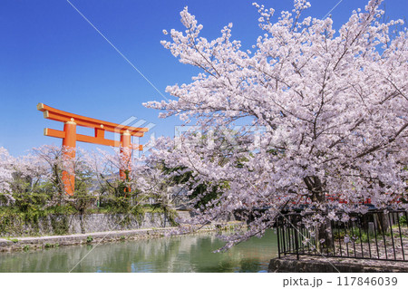 平安神宮の大鳥居と桜並木の風景　京都の桜名所　岡崎疏水の桜並木　京都観光名所 117846039