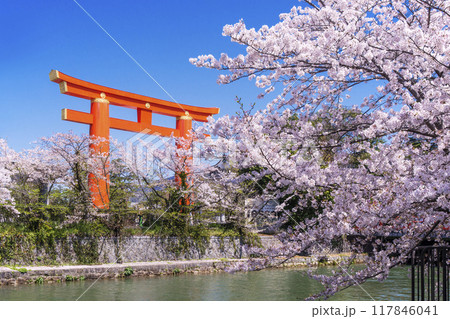 平安神宮の大鳥居と桜並木の風景　京都の桜名所　岡崎疏水の桜並木　京都観光名所 117846041
