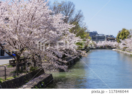 岡崎疏水と桜並木の風景 京都の桜名所 京都観光名所 岡崎疏水と桜並木の風景 京都の桜名所 京都観光名所 117846044