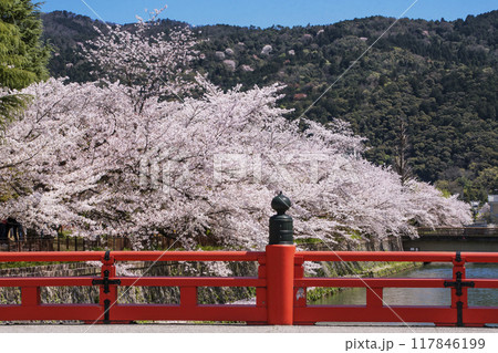 岡崎疏水と桜並木の風景　京都の桜の名所　京都観光名所　 117846199