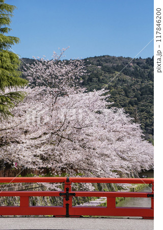 岡崎疏水と桜並木の風景 京都の桜の名所 京都観光名所 岡崎疏水と桜並木の風景 京都の桜の名所 京都観光名所 117846200