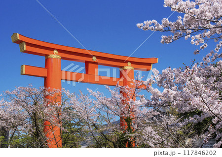 平安神宮の大鳥居と桜並木の風景　京都の桜名所　岡崎疏水の桜並木　京都観光名所 117846202