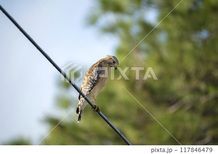 The red-shouldered hawk bird perching on electric cable looking for prey to hunt The red-shouldered hawk bird perching on electric cable looking for prey to hunt 117846479