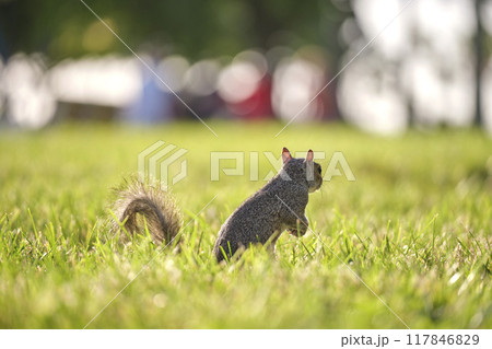Curious beautiful wild gray squirrel looking up on green grass in summer town park 117846829
