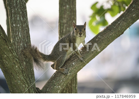 Beautiful wild gray squirrel climbing tree trunk in summer town park 117846959