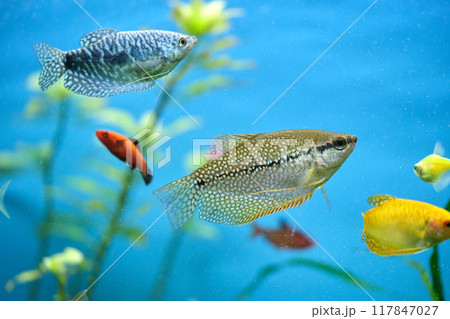 Colorful exotic fish swimming in deep blue water aquarium with green tropical plants 117847027