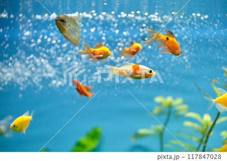 Colorful exotic fish swimming in deep blue water aquarium with green tropical plants Colorful exotic fish swimming in deep blue water aquarium with green tropical plants 117847028