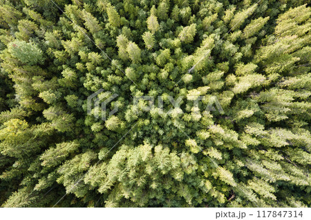Aerial view of green pine forest with dark spruce trees. Nothern woodland scenery from above Aerial view of green pine forest with dark spruce trees. Nothern woodland scenery from above 117847314