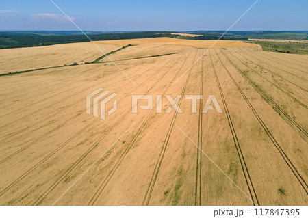 Aerial landscape view of yellow cultivated agricultural field with ripe wheat on bright summer day Aerial landscape view of yellow cultivated agricultural field with ripe wheat on bright summer day 117847395