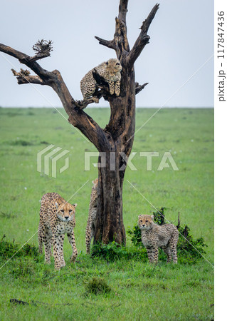 Cheetah cub in tree watches family below Cheetah cub in tree watches family below 117847436