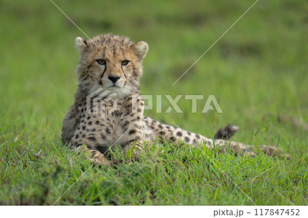 Cheetah cub lies on grass facing camera 117847452