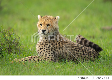 Cheetah cub lies on grass near bush Cheetah cub lies on grass near bush 117847453