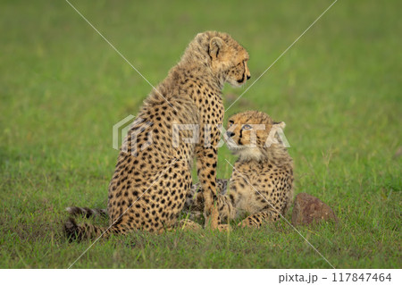 Cheetah cub lies watching sibling sitting down 117847464