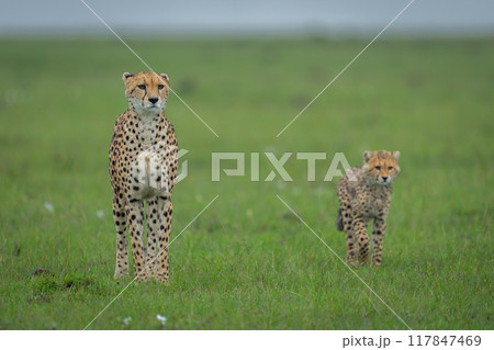 Cheetah cub passes mother standing in grassland Cheetah cub passes mother standing in grassland 117847469