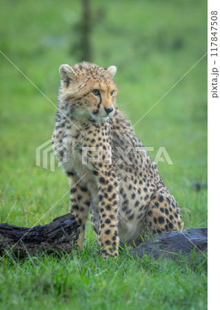 Cheetah cub sits near log and rock Cheetah cub sits near log and rock 117847508