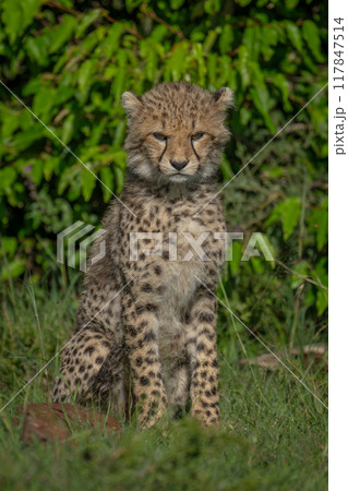 Cheetah cub sits on grass near bushes Cheetah cub sits on grass near bushes 117847514