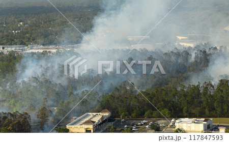 Huge wildfire burning severely in Florida jungle woods. Hot flames in forest. Thick smoke rising up Huge wildfire burning severely in Florida jungle woods. Hot flames in forest. Thick smoke rising up 117847593