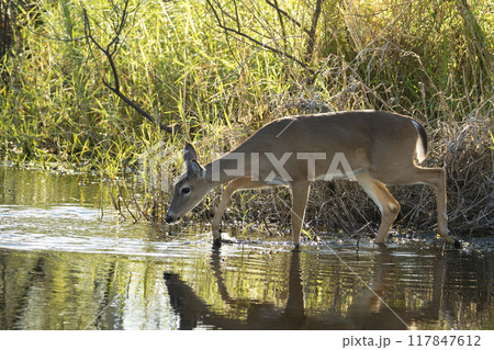 Key Deer in natural habitat in Florida state park Key Deer in natural habitat in Florida state park 117847612