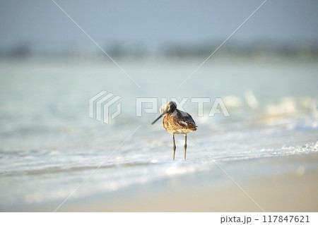 Large-Billed Dowitcher wild sea bird looking for food on seaside in summer Large-Billed Dowitcher wild sea bird looking for food on seaside in summer 117847621