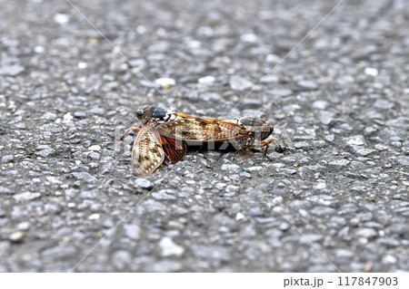 日本の横浜都市景観 夏の終わり…残念ながら道路に落ちてしまったセミたちの姿も…＝8月8日 117847903
