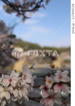 『錦帯橋と桜』山口県岩国 サクラ #日本観光 Kintai Bridge 『錦帯橋と桜』山口県岩国 サクラ #日本観光 Kintai Bridge 117848136