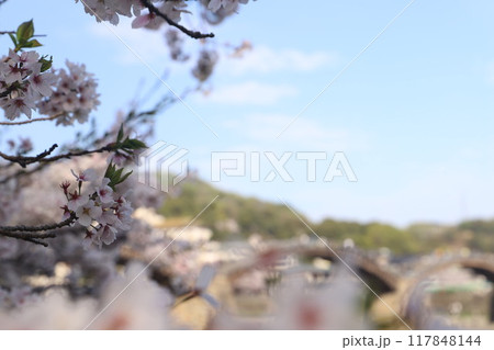 『錦帯橋と桜』山口県岩国 サクラ #日本観光　Kintai Bridge 　 117848144