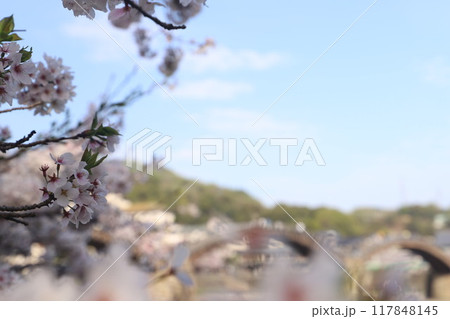 『錦帯橋と桜』山口県岩国 サクラ #日本観光　Kintai Bridge 　 117848145