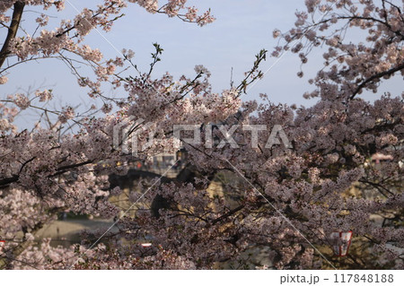 『錦帯橋と桜』山口県岩国 サクラ #日本観光　Kintai Bridge 　 117848188