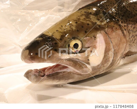 鮭の頭 鮭の頭 117848408