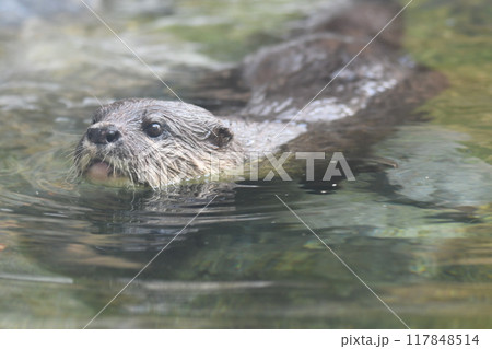 コツメカワウソ 117848514