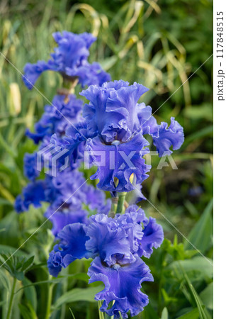 Iris 'BALTIC SEA' is a Tall Bearded Iris with blue flowers Iris 'BALTIC SEA' is a Tall Bearded Iris with blue flowers 117848515