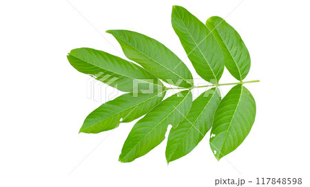 Cut out of tree leaves on a white background with clipping paths. The detailed structure and lush foliage are highlighted, emphasizing the tree's natural beauty and form. 117848598