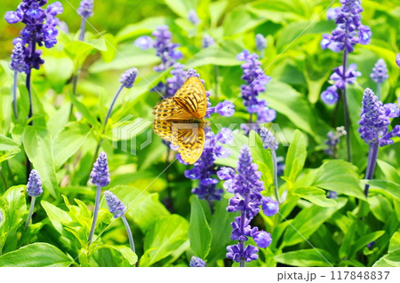 ブルーサルビアの蜜を吸うミドリヒョウモン ブルーサルビアの蜜を吸うミドリヒョウモン 117848837
