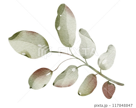 Watercolor hand drawn rowanberry leaf. Drawing of plant close up. Green autumn leaf. Botanical decoration for tea packaging design and card, logo, label print. Herbarium decoration. 117848847