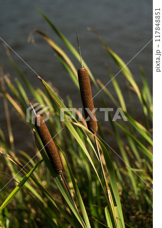 Reeds grow near the city lake. Tall, thick grass 117848851