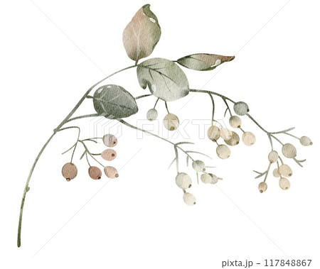 Watercolor berries herbarium unripe viburnum on a stem isolated illustration. Element for Autumn or wedding stationery. Botanical Medicine plant for tea packaging design and card, logo, label print. Watercolor berries herbarium unripe viburnum on a stem isolated illustration. Element for Autumn or wedding stationery. Botanical Medicine plant for tea packaging design and card, logo, label print. 117848867