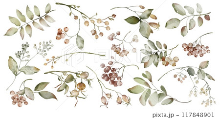 Autumn Watercolor herbarium berries and leaves isolated illustration. Element for or wedding stationery, for tea packaging design and card, logo, label. Botanical rowan leaves and berries clipart. Autumn Watercolor herbarium berries and leaves isolated illustration. Element for or wedding stationery, for tea packaging design and card, logo, label. Botanical rowan leaves and berries clipart. 117848901