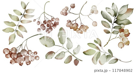 Autumn Watercolor herbarium berries and leaves isolated illustration. Element for or wedding stationery, for tea packaging design and card, logo, label. Botanical rowan leaves and berries clipart. Autumn Watercolor herbarium berries and leaves isolated illustration. Element for or wedding stationery, for tea packaging design and card, logo, label. Botanical rowan leaves and berries clipart. 117848902